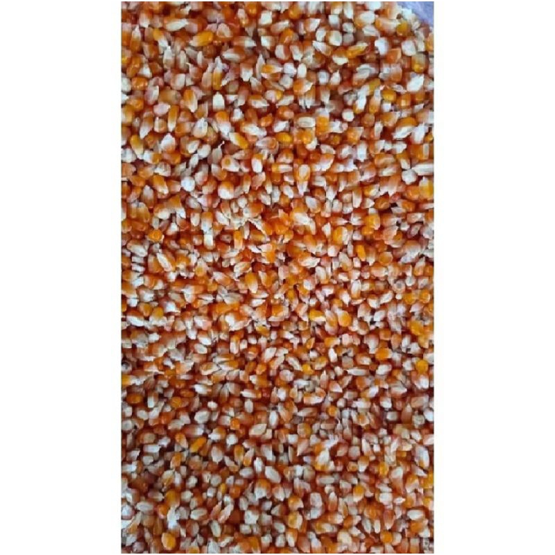 jagung kecil kristal 1kilo