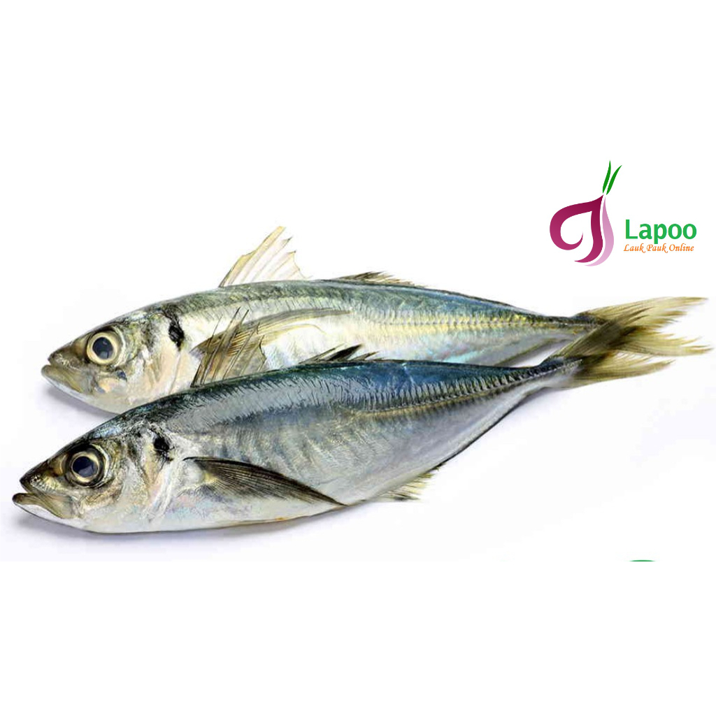 

Ikan Kembung Gambolo Aceh Taneman Segar Siap Masak Lapo Padang