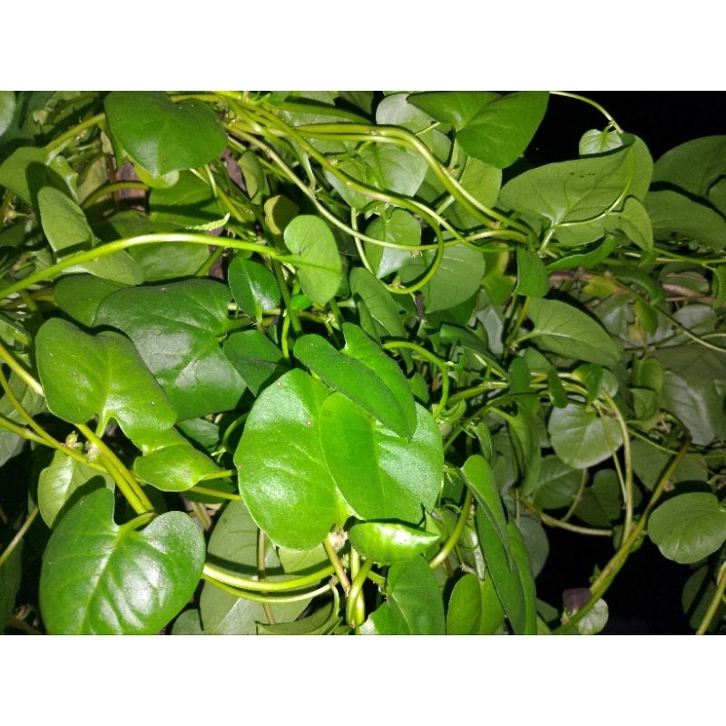 

Daun Binahong Segar 100% – Herbal Alami | Tanpa Pestisida | Cocok untuk Obat & Jamu