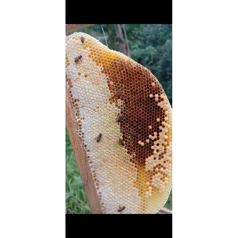 

MADU PERAS UKURAN BOTOL C 1000,MADU 100% MURNI MADU LIAR ,MADU DARI LERENG GUNUNG BISMO LEBAH APIS CERANA