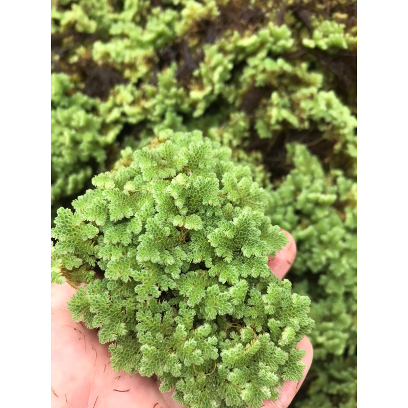 AZOLLA BIBIT SUPER UNGGUL 1 kg azolla microphylla azolla pakan ikan azolla untuk ayam entok bebek az