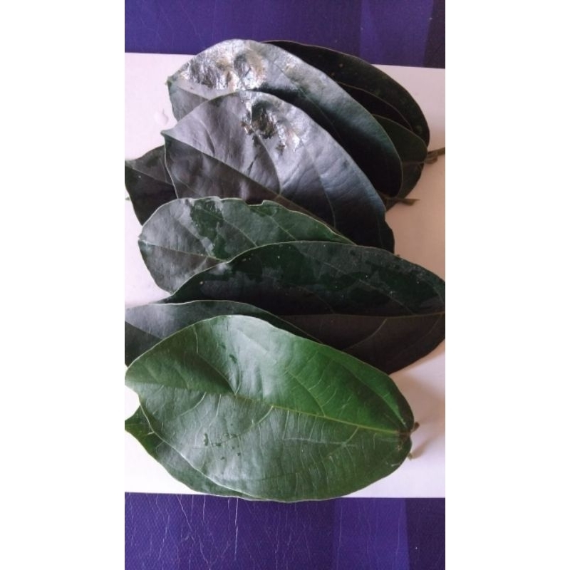 

Daun cincau hijau organik segar 1kg