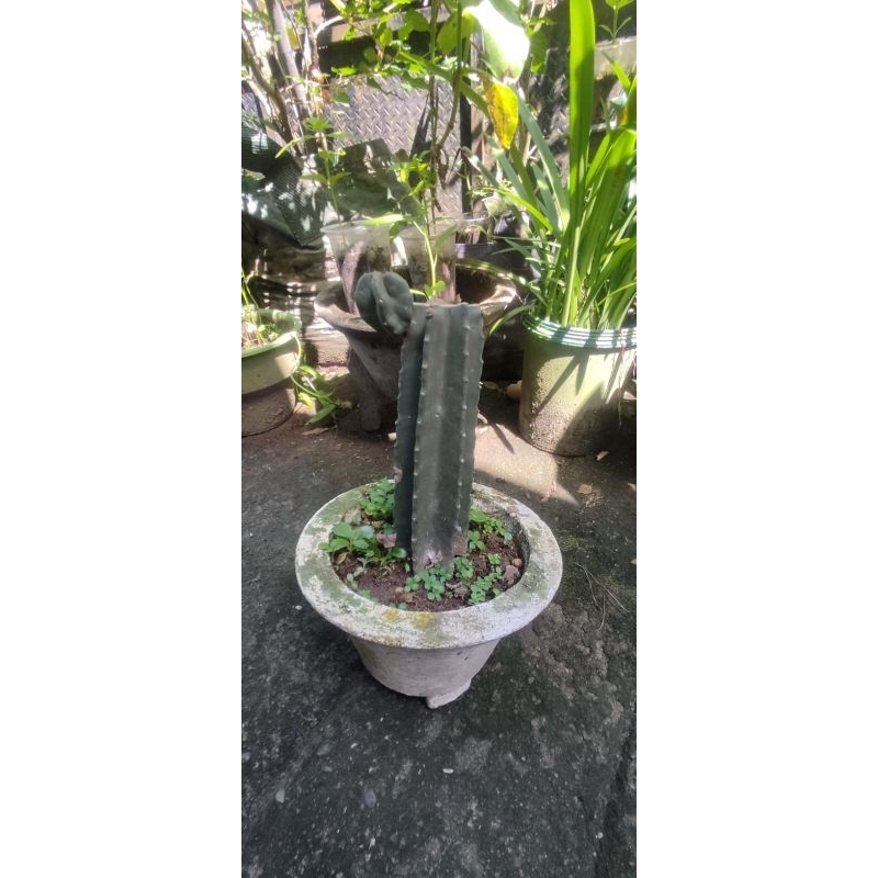 kaktus koboi tanpa duri