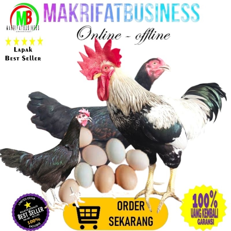 

MAKRIFATBUSINESS Paket 7 Pcs TELUR FERTIL AYAM KUB2 Jalur PETELUR FI MURNI KUB2 Perent Stock Bisa Ditetaskan Kembali Kwalitas Super Jaminan Menetas Hasil Peternak Profesional