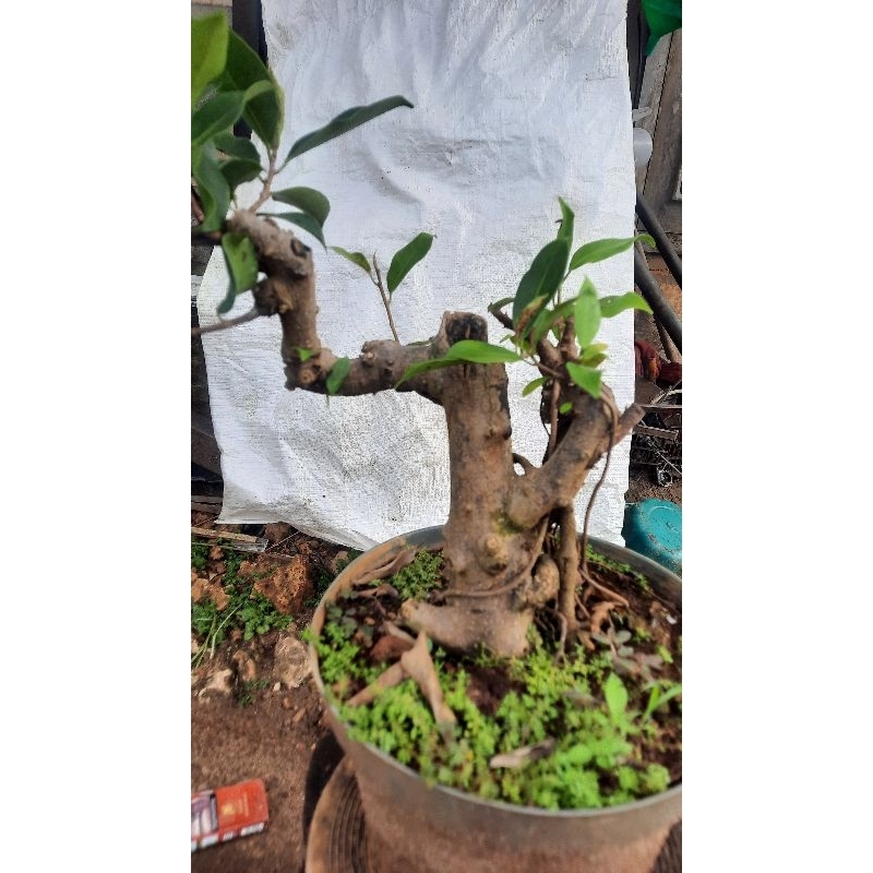 Bonsai iprik pucuk merah ukuran small