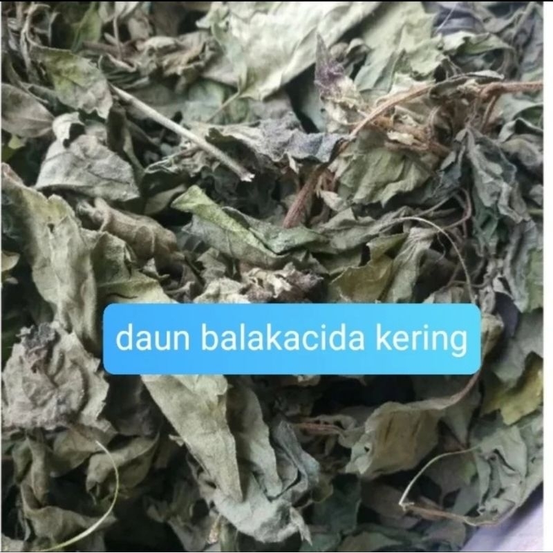 

Daun Balakcida /kirinyuh/kopasanda kering 100 gram