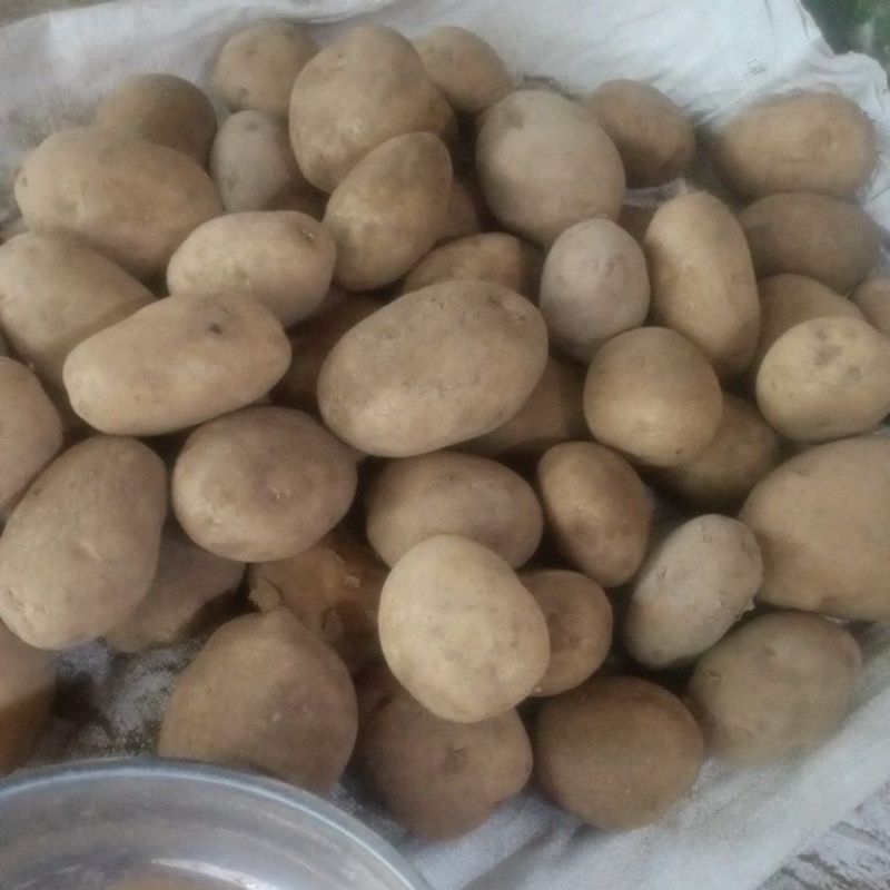 

kentang asli dieng super 1kg