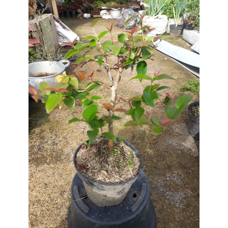 [ REAL PICT ] BONSAI BUAH DEWANDARU DI KIRIM REAL PICT