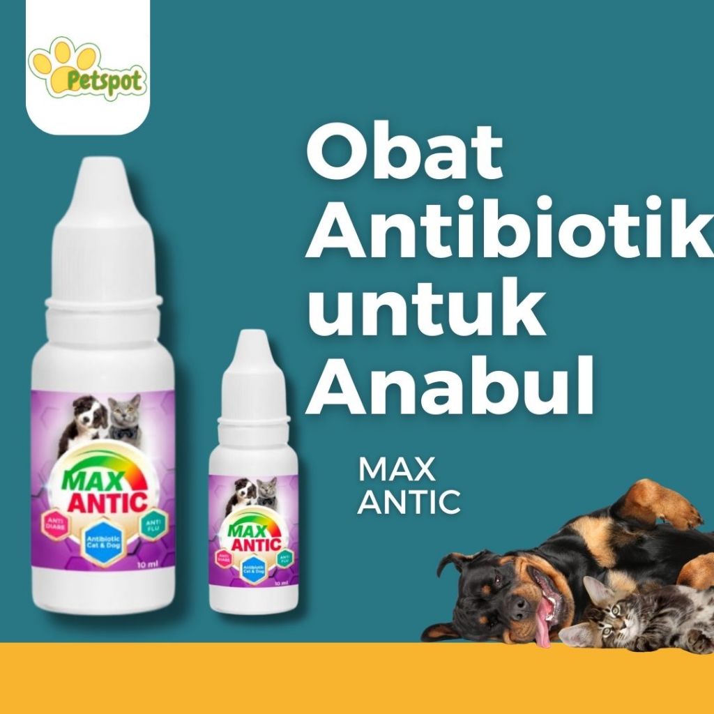 Max Antic | Obat Antibiotik Untuk Kucing dan Anjing Diare Flu