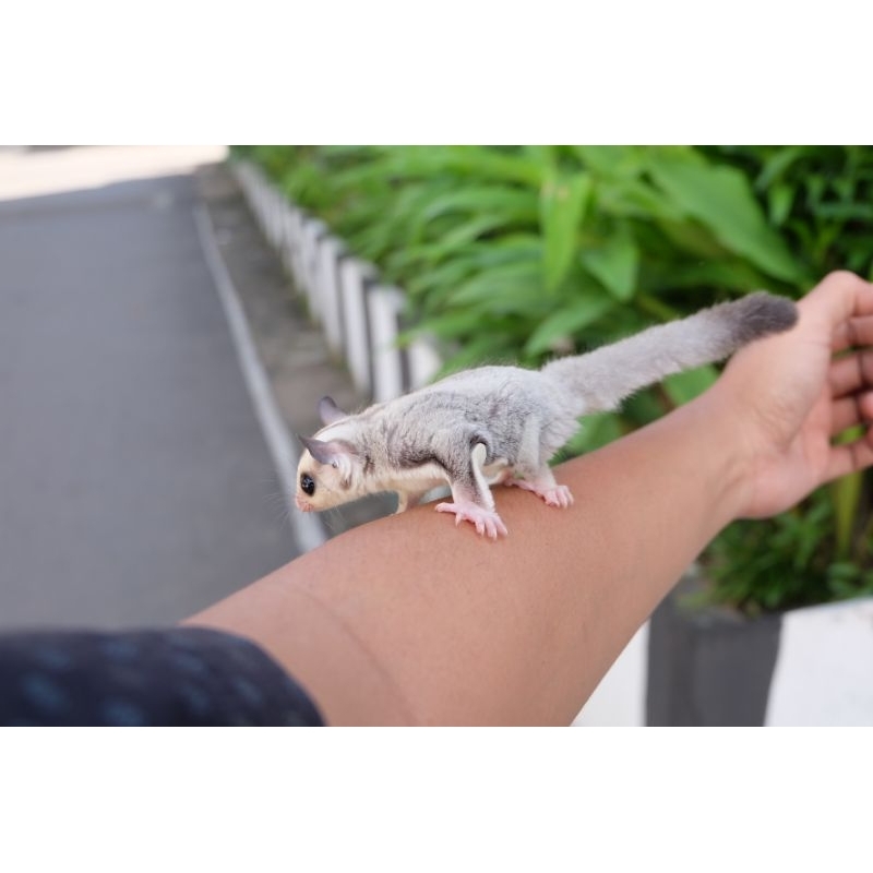 Sugar Glider Platinum