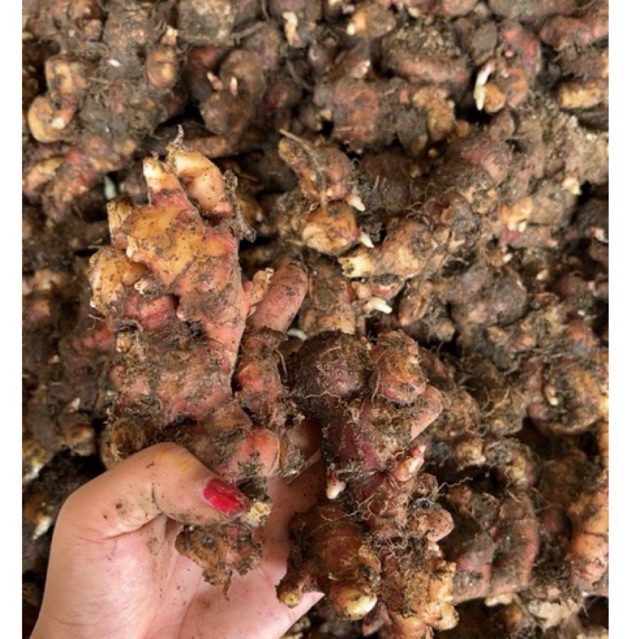 

Jahe Merah super segar500gram(Promo)
