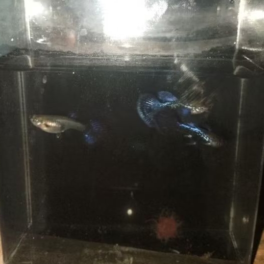 Hiasan Aquarium Sepasang Ikan Guppy Purple Dragon