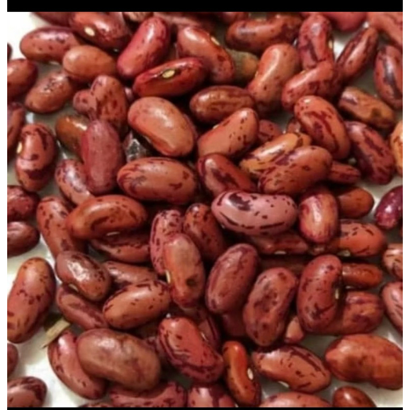 

1 kilo bibit benih kacang merah/kacang jogo super