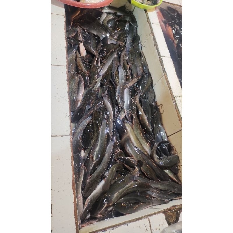 

ikan Lele segar / lele hidup