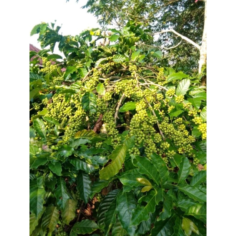 Entres kopi klon tugusari