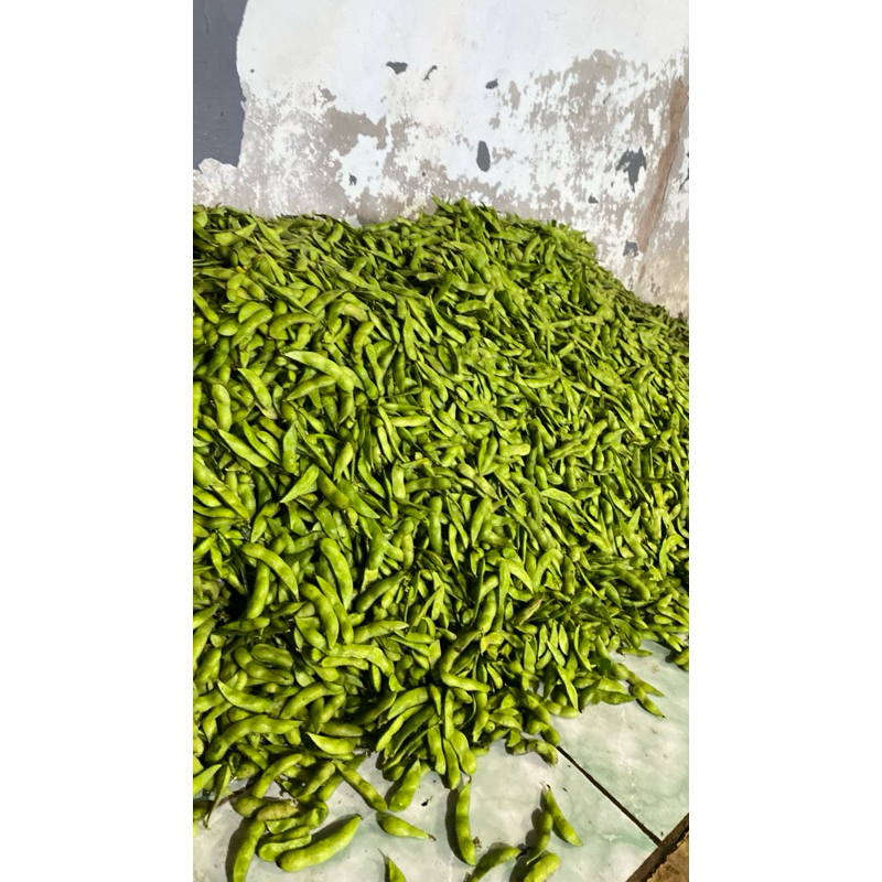 Kacang Edamame mentah 1kg Fresh dari kebun langsung
