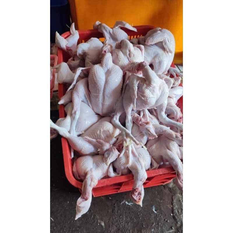 

ayam potong fresh