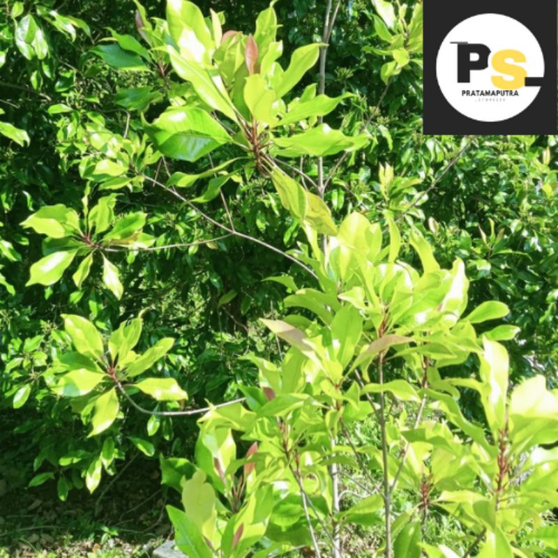 

DAUN CENGKEH SEGAR 1KG | Dipetik saat dipesan