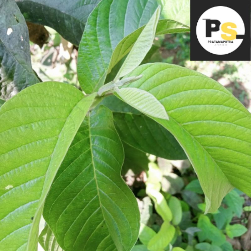 

DAUN JAMBU BIJI OBAT HERBAL 100 LEMBAR| Dipetik saat dipesan