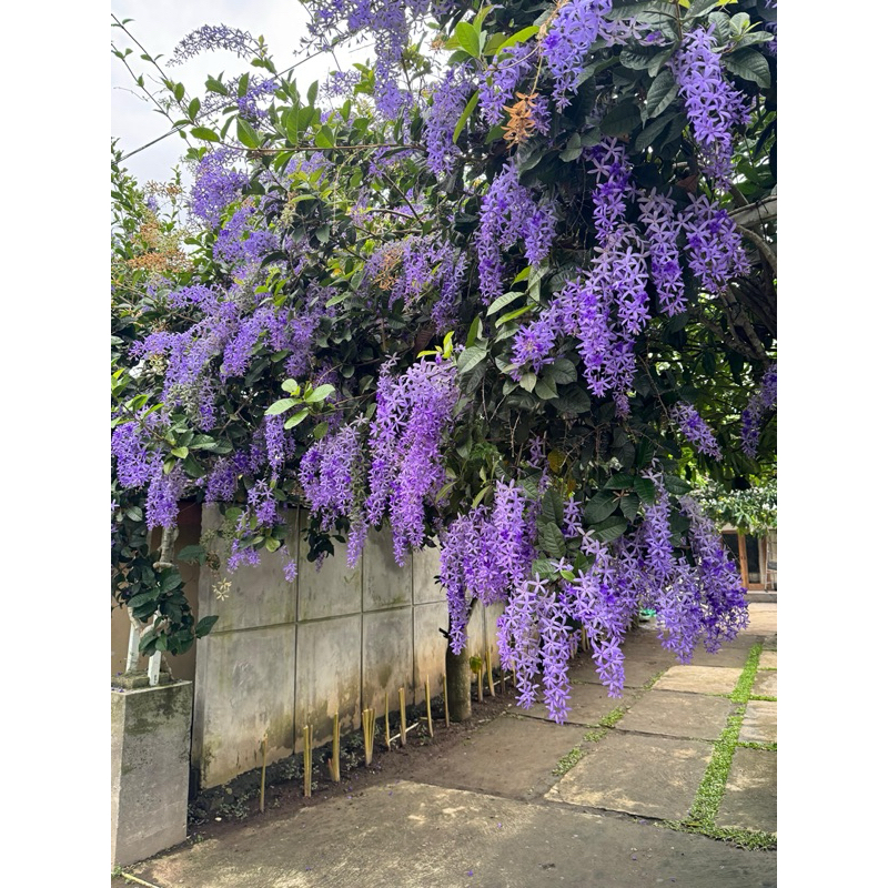 BIBIT PETREA/ BIBIT WISTERIA TROPIS