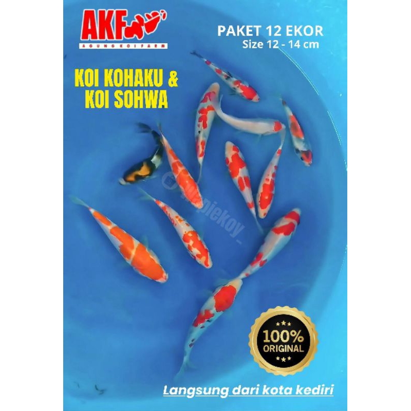 Paket 12 Ekor Koi Kohaku & Showa | Ukuran 12-14 cm | Koi Sehat dari Peternakan AKF Kediri