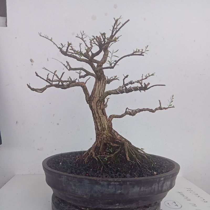 BONSAI CENDRAWASIH SIAP PAJANG