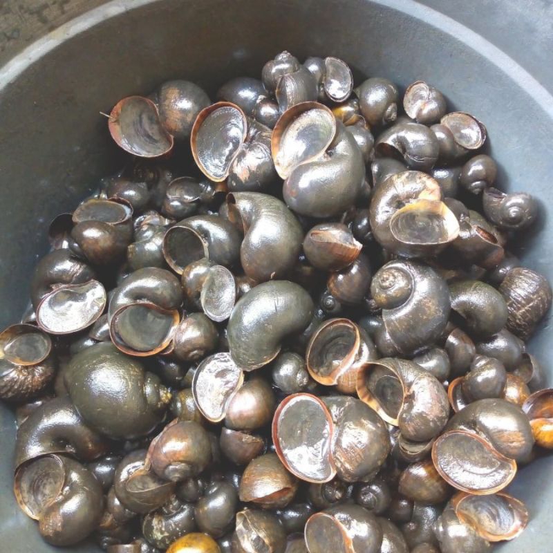 

keong mas sawah fresh hidup 1 kg