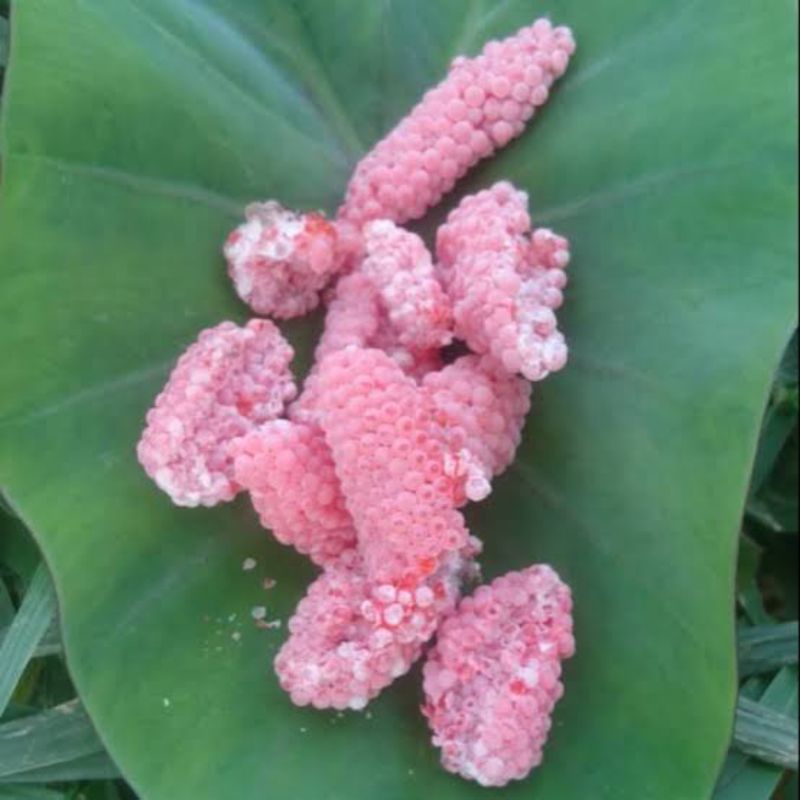 

Telur keong mas sawah fresh 100 g