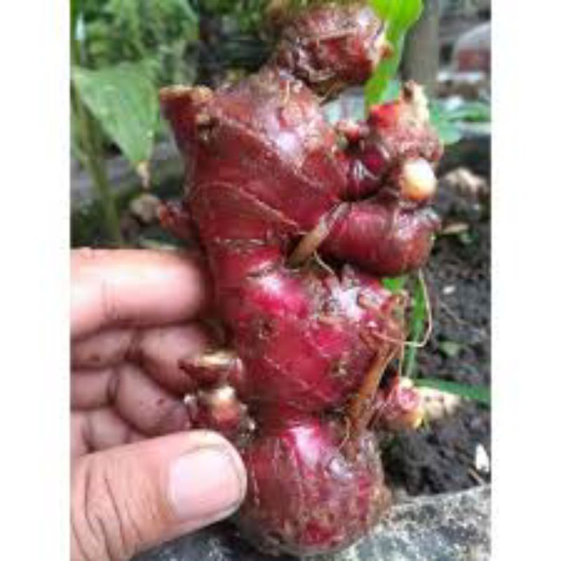 

jahe merah 250 gr