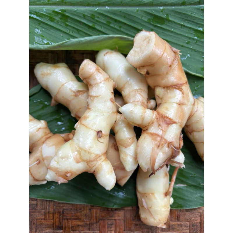 

Temu Putih/Kunyit Putih