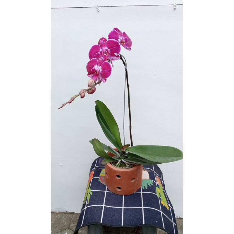 ANGGREK BULAN HYBIRD Phalaenopsis javanica
