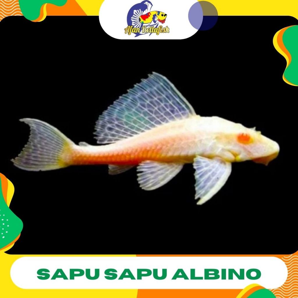 ikan sapu sapu albino/pembersih aquarium/algae eater/pemakan lumut