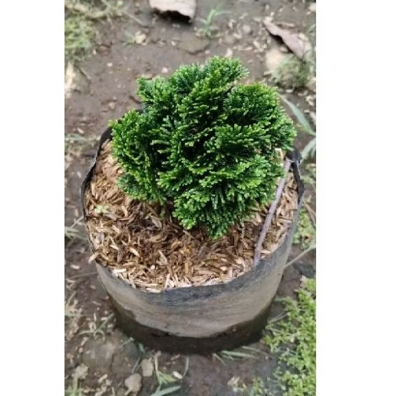 green inoki cemara mini (bahan bonsai)