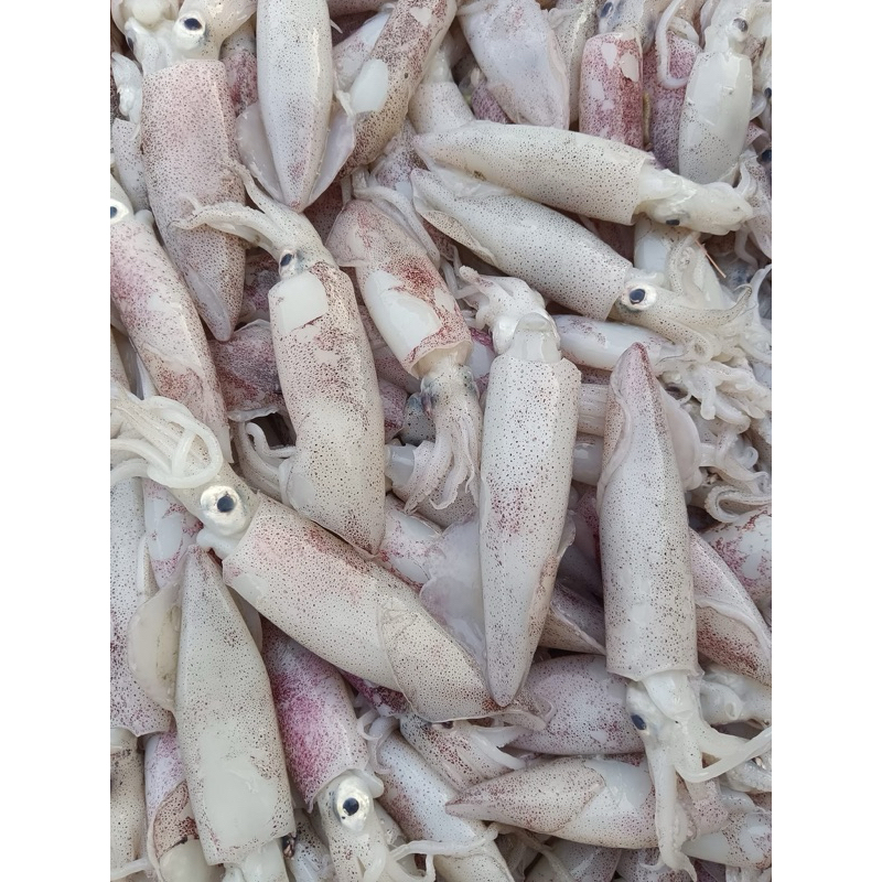 

Cumi Cumi Segar fresh Asli Pangandaran 1kg