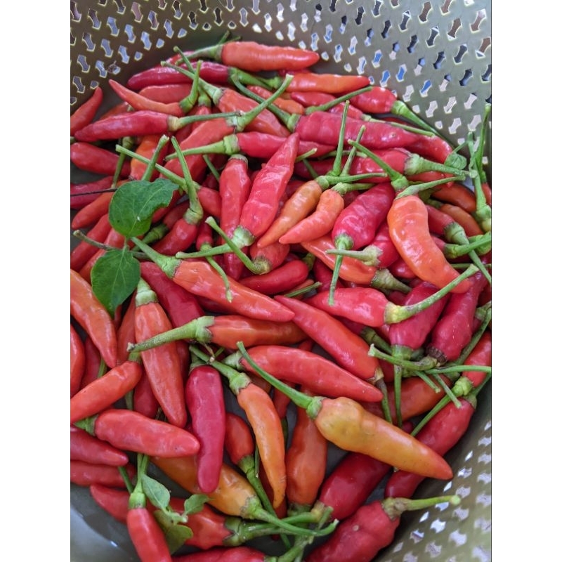 

Cabai Rawit Merah 100gr Organik READY