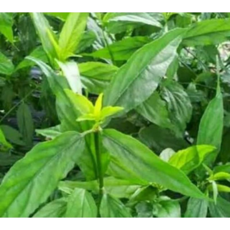 

daun belale gajah/kalingsir