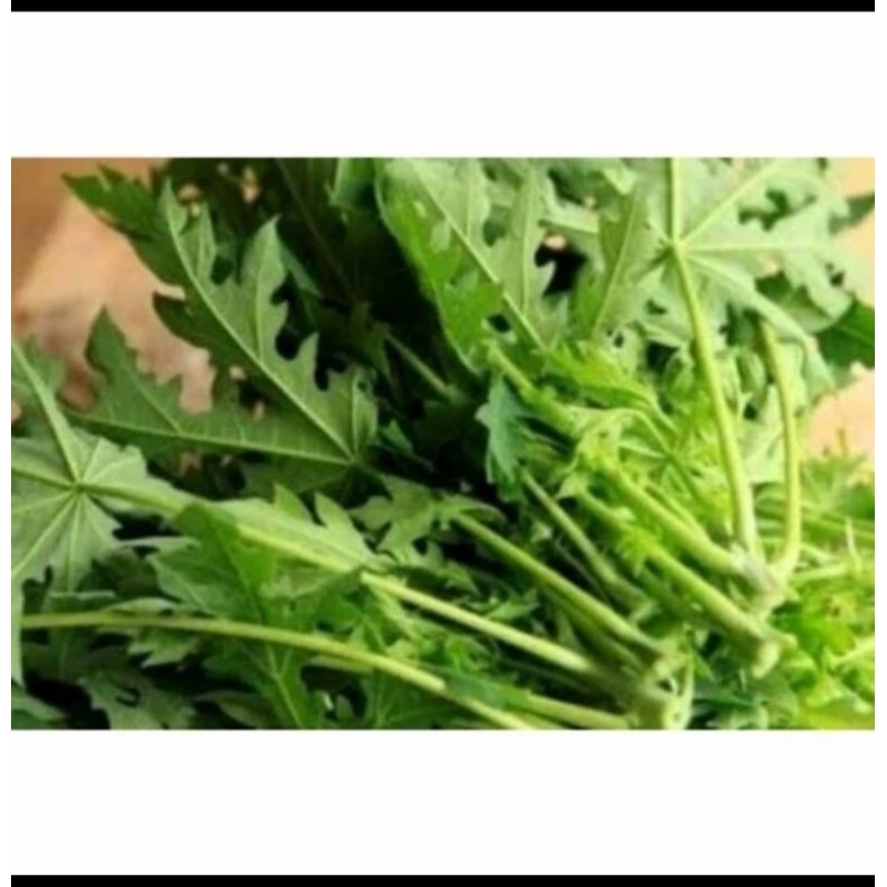 

daun pepaya segar 500 gram