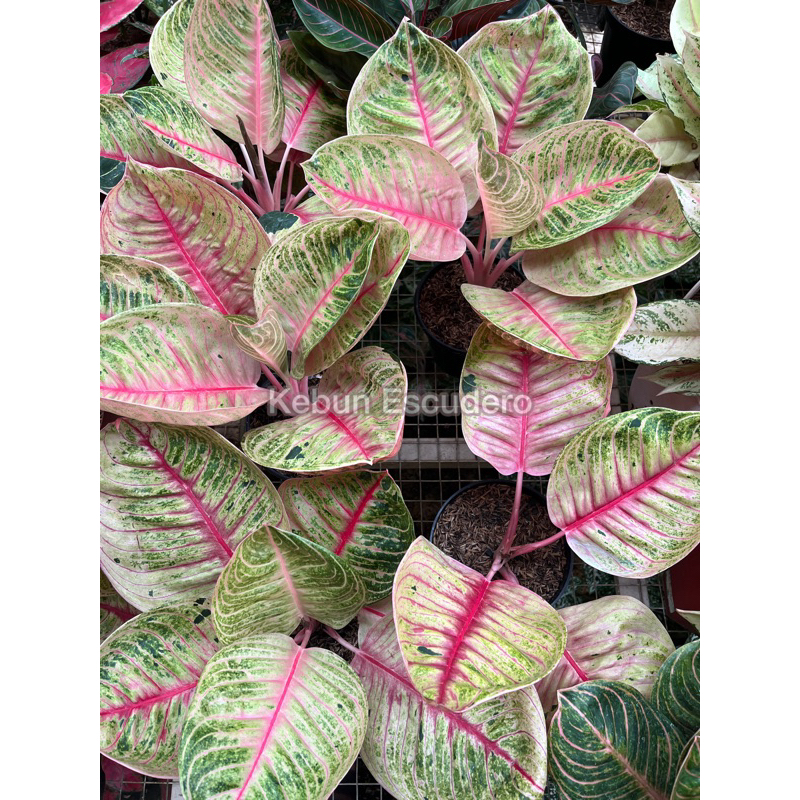 Tanaman Hias Aglonema Moonlight | Aglaonema Moonlight