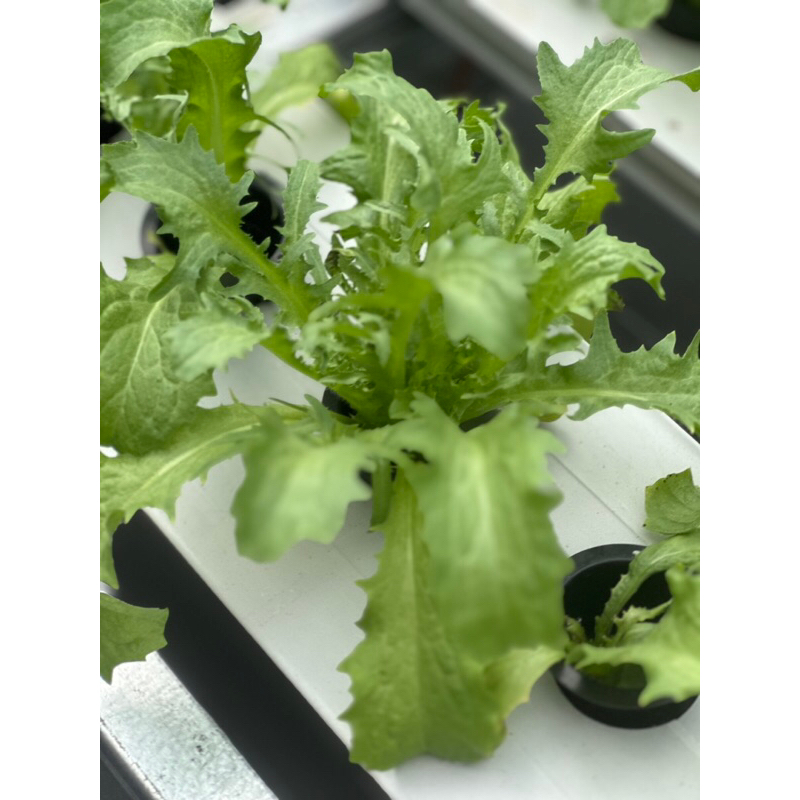 

Endive Sayuran Hidroponik Greenhouse per 250g