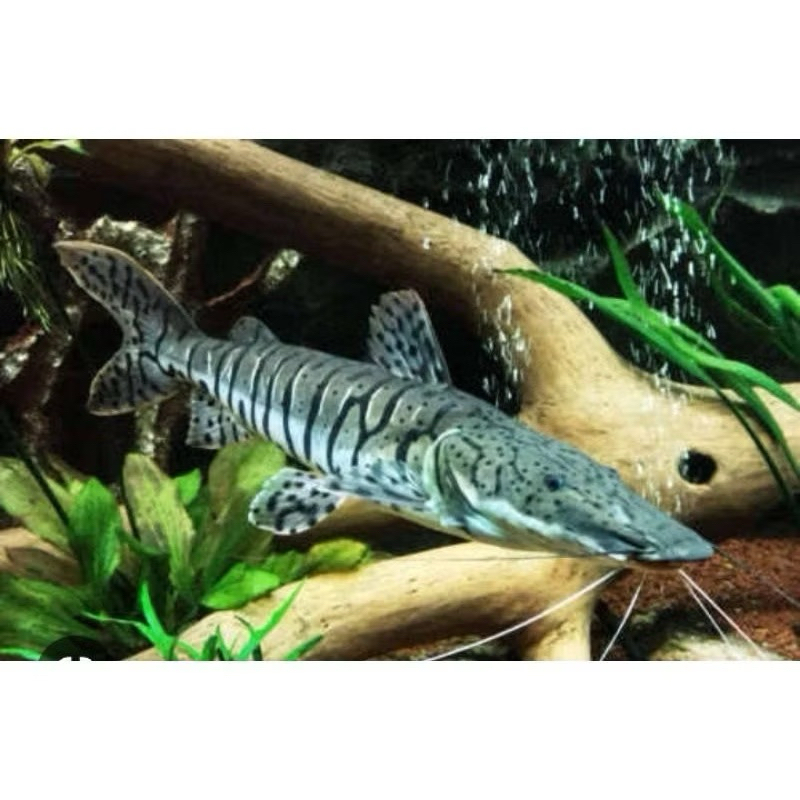 hiasan aquarium tiger cat fish tsn (aquatic paradise)