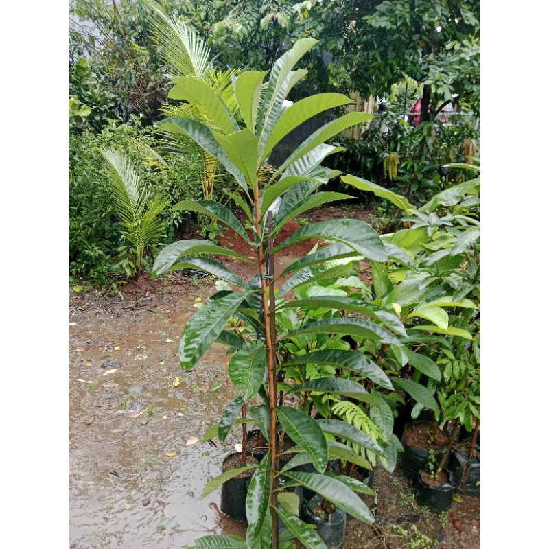 bibit mamey sapote cangkok