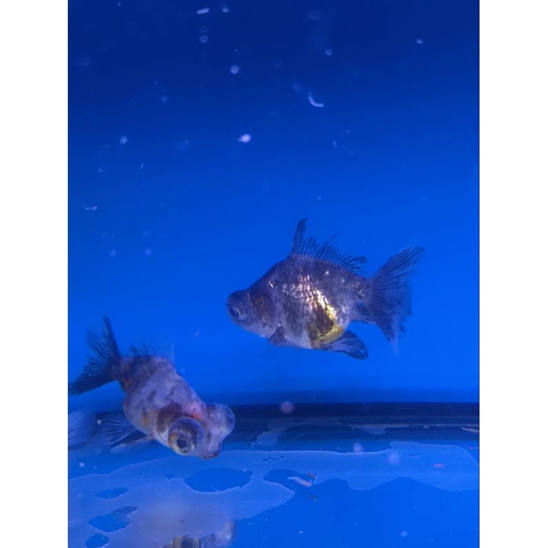 ikan hias mas koki ryukin demekin