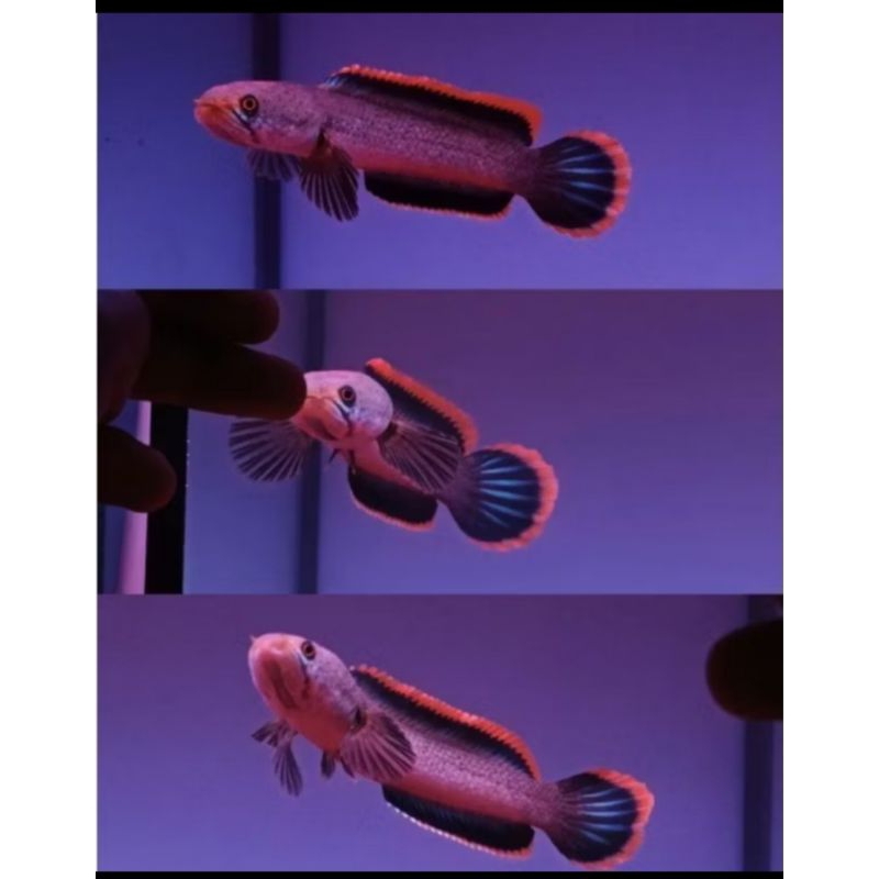 hiasan aquascpe cana limbata