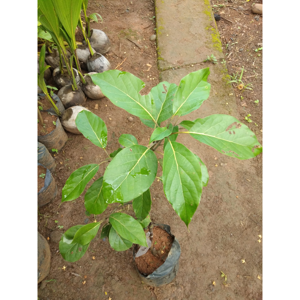 Bibit Tanaman Alpukat CMX Mexico - Tanaman Langka - Unggul