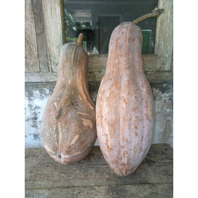 Benih-biji Labu kuning panjang isi 20 biji