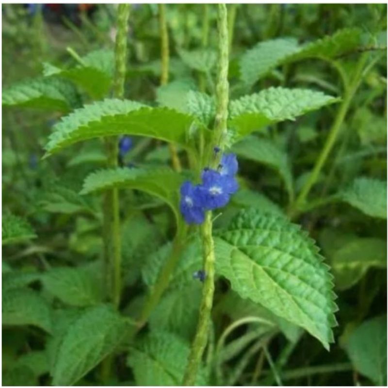 

Ready Daun Pecut Kuda,Daun Jarong Fres Segar Herbal 200gr