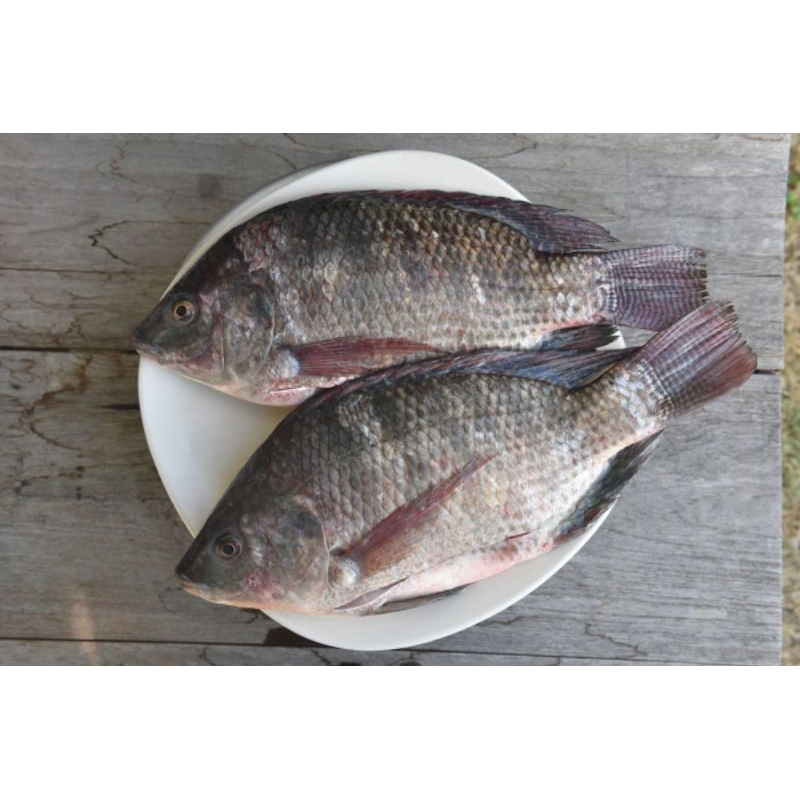 

Ikan Nila Bumbu Frozen - Praktis & Lezat!