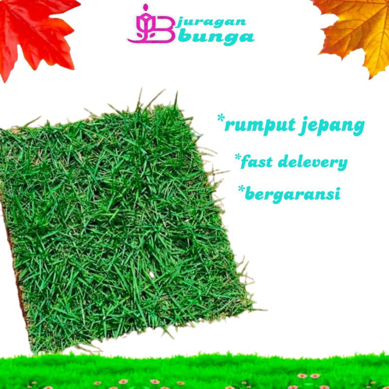 Rumput Jepang hidup / rumput perkotak / rumput taman / rumput kuburan