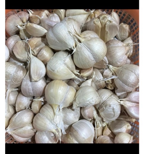 

Bawang Putih Kating Bersih Berkualitas 1kg Super