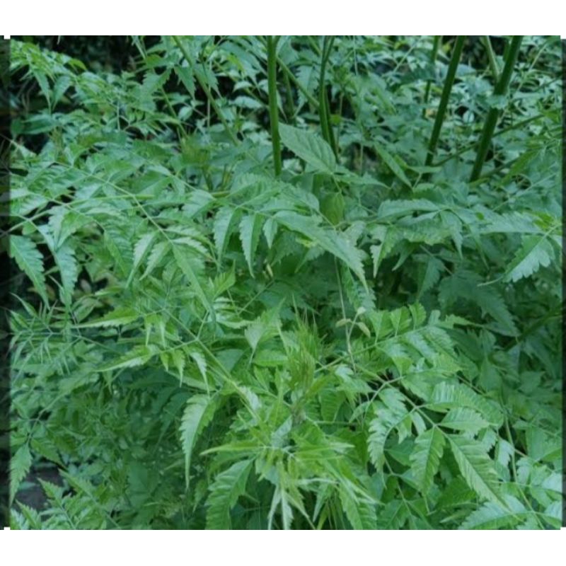 

daun mindi/mimba 1 kg segar